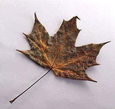 Brown Autumn Leaf